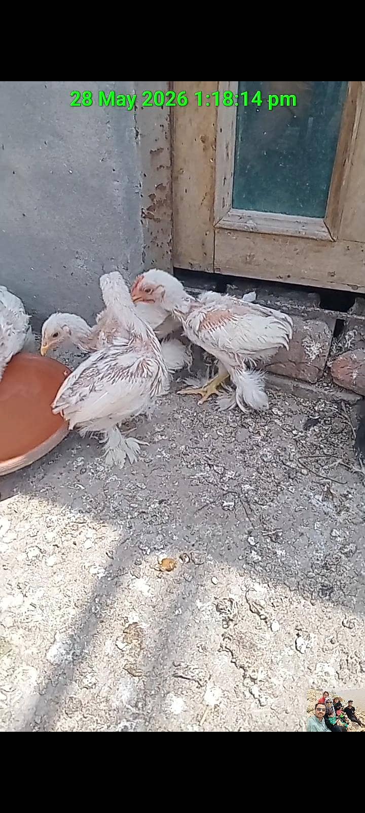 Bantam Chicks 2