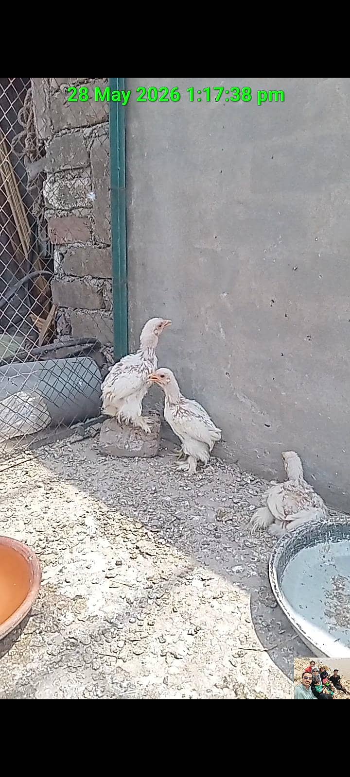 Bantam Chicks 5