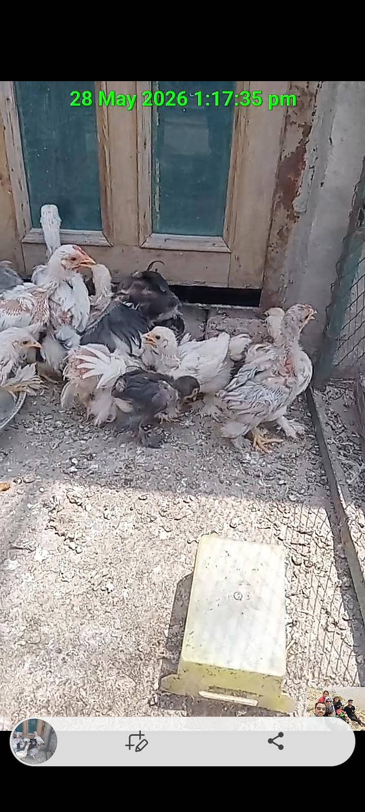 Bantam Chicks 6
