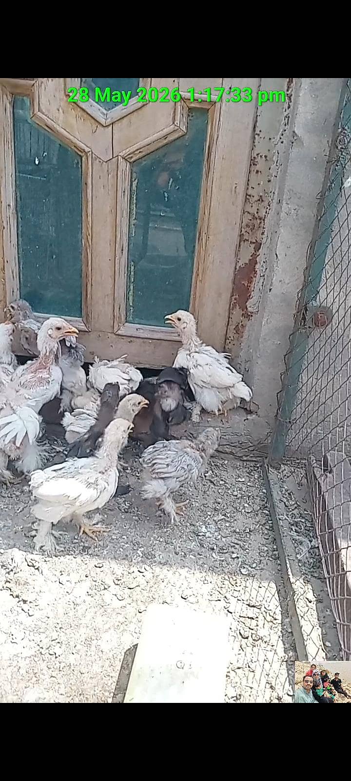 Bantam Chicks 7