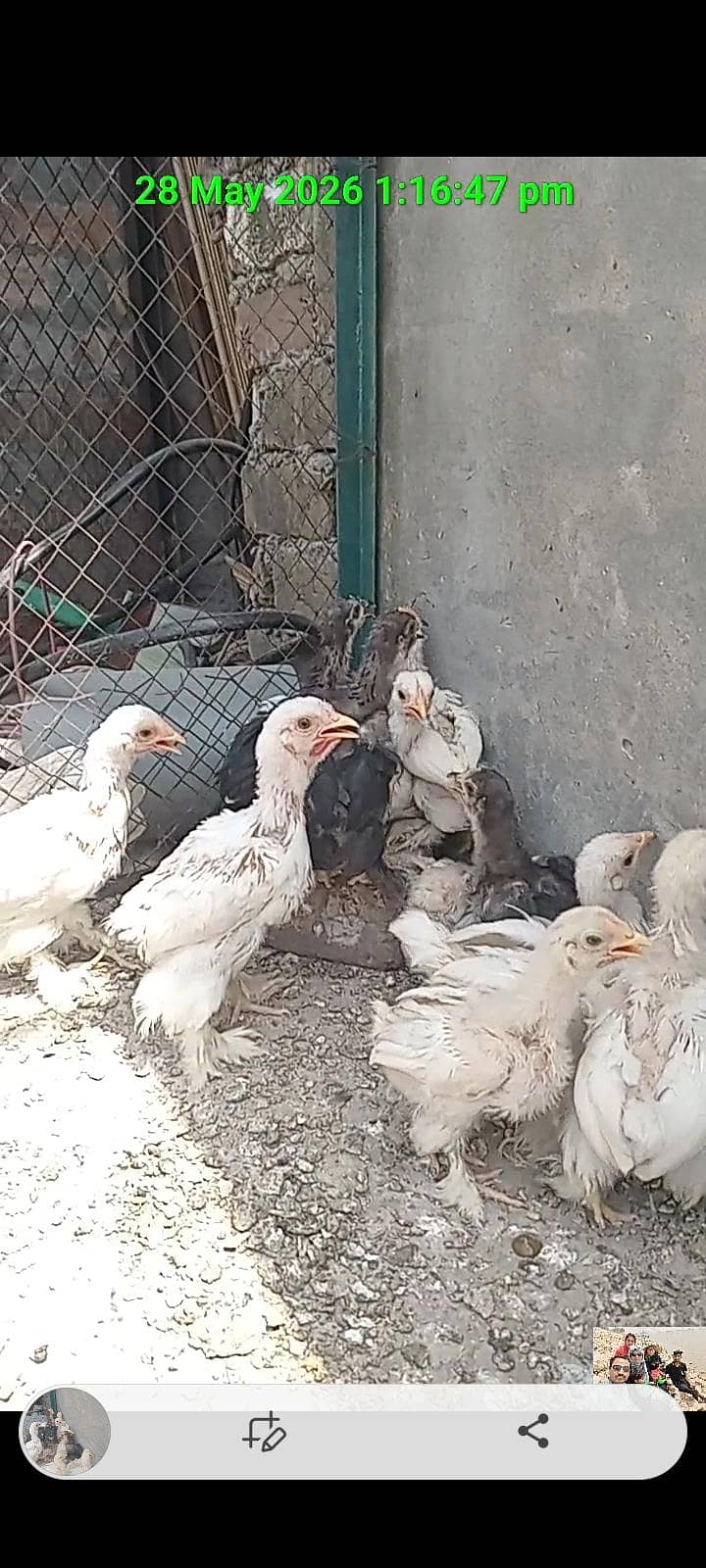 Bantam Chicks 8