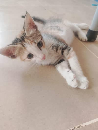 Semi Persian cat