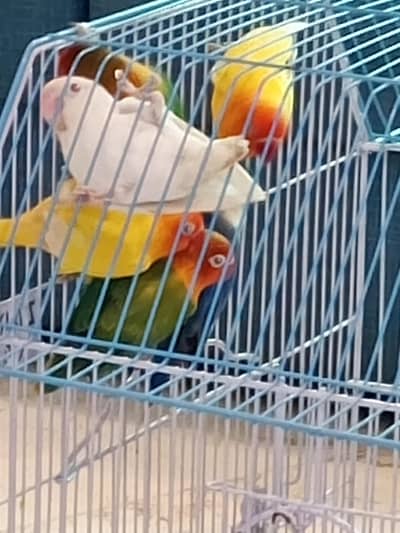 6 Love Birds for Sale. 2 Yellow, 2 Green, 1 Blue, 1 White