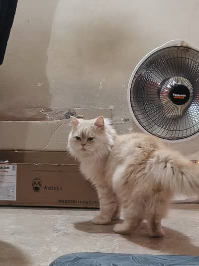 Premium Cream Persian Prince – Super Fluffy & Loving 