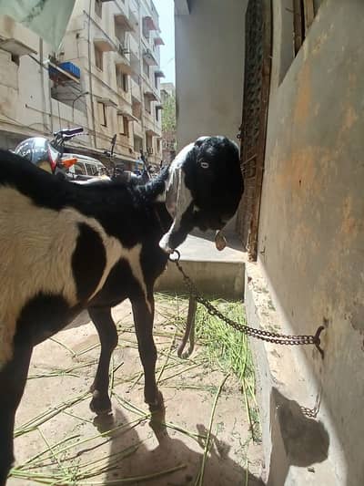 Bakra 5 months