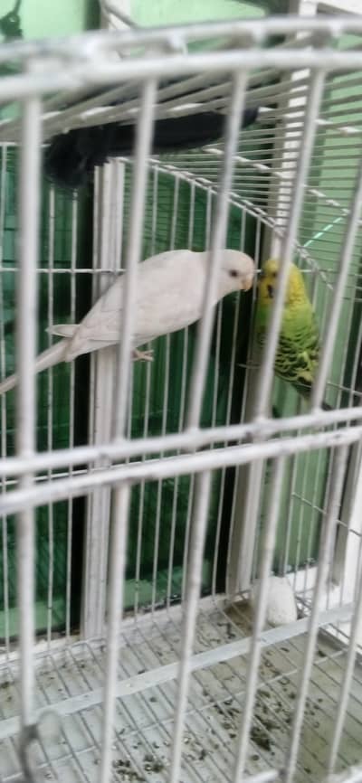 Budgie Parrot 