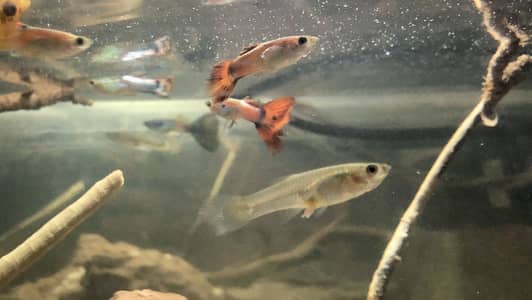 Guppy Fish Available