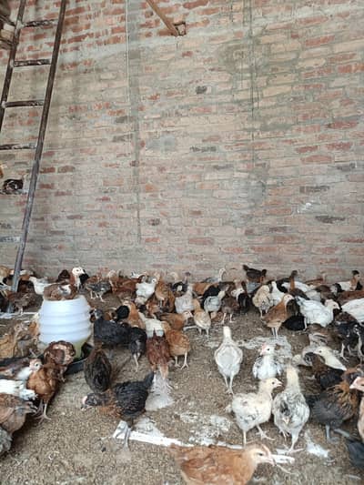 Active Healthy and vaccinated bird for sale