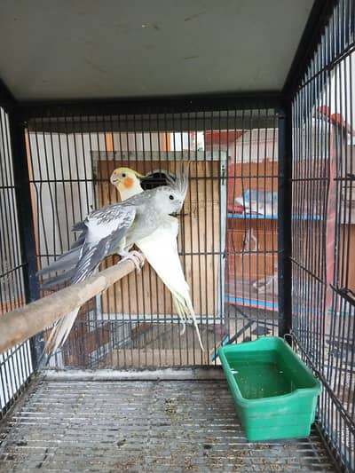 cockatiel breeder pair