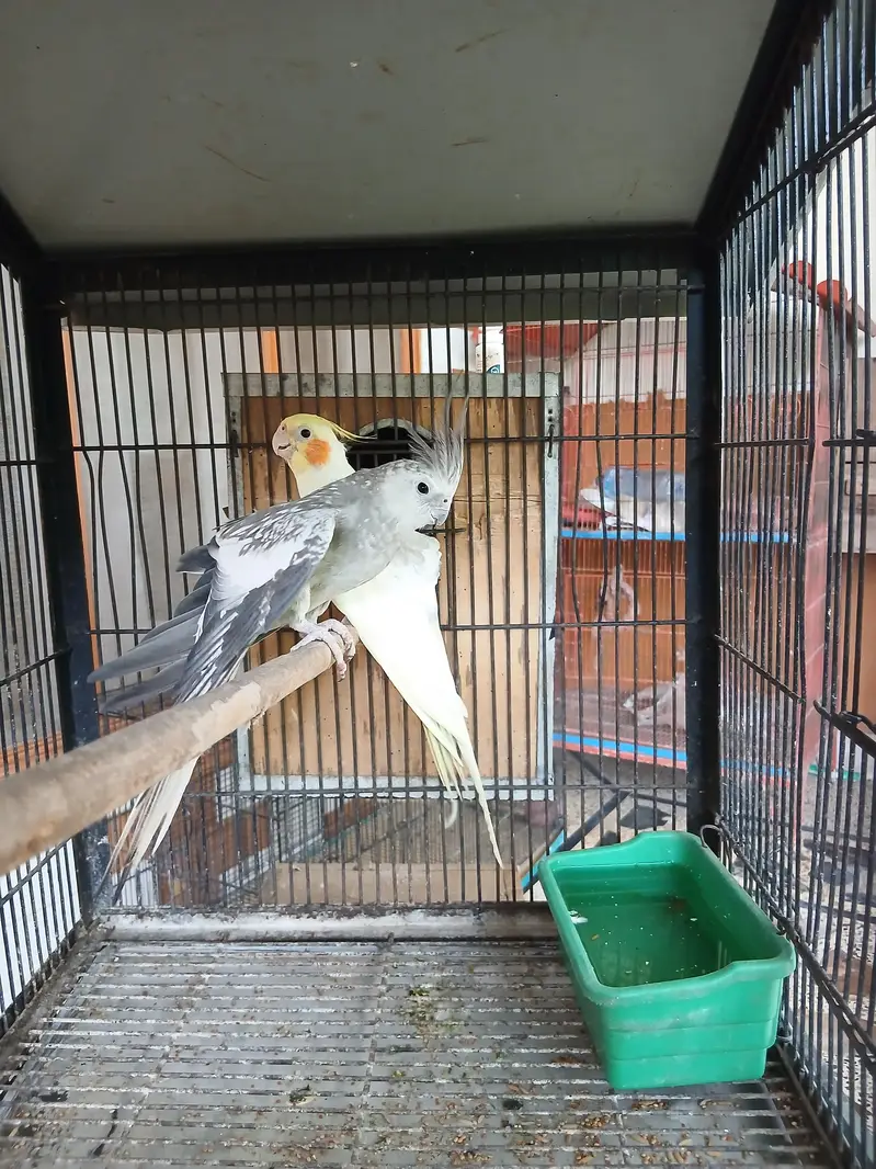 cockatiel breeder pair