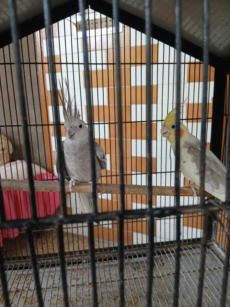 cockatiel breeder pair — photo 2
