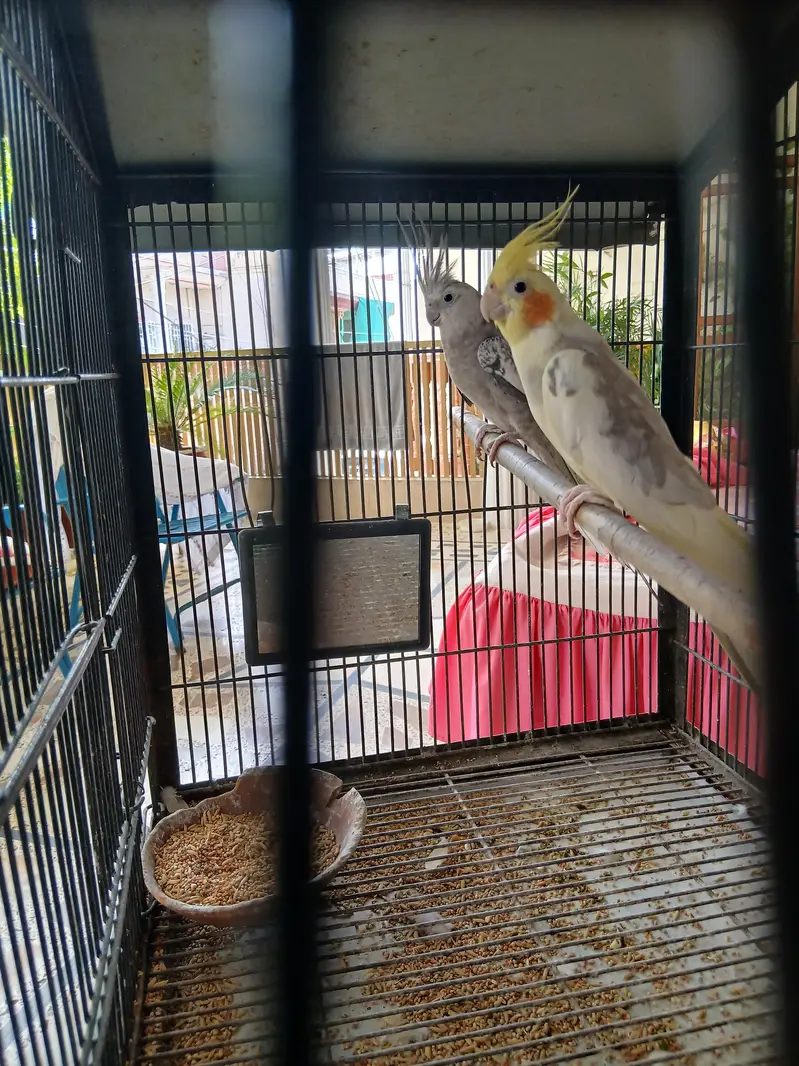 cockatiel breeder pair — photo 3