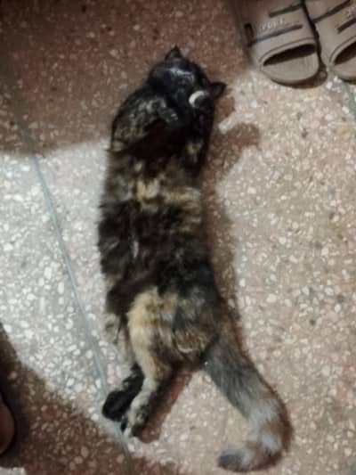 Cat for Sale , Persian Short hair breed.