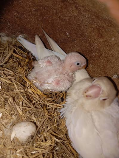 albino