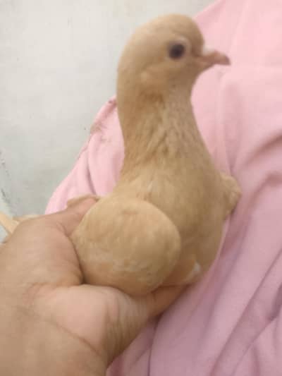 one pair pigeon with one chick