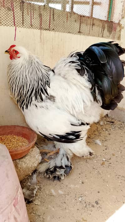 Brahma Rooster
