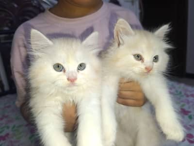 Persian kittens for sale