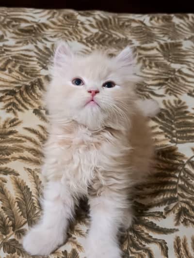 Super Active and Playful [Persian] Kitten for Sale 