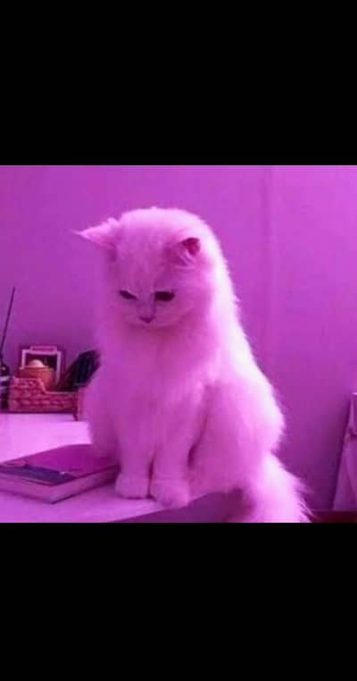 golden yellow eyes Persian cat
