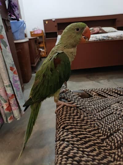 Raw Parrot