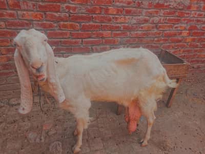 Rajan puri bakri 8 dant hain