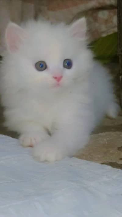 tripple coat hyper active kitten