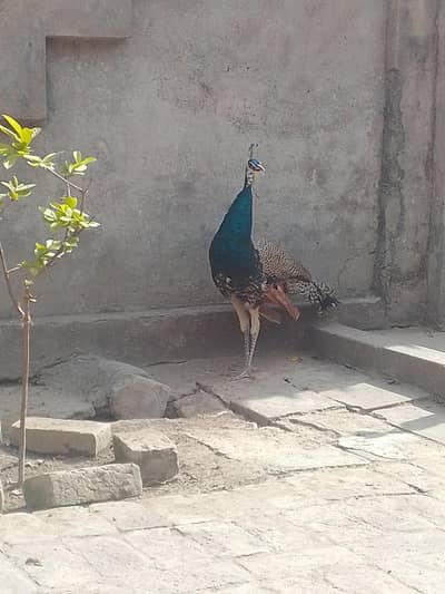 1 blu shoulder male  for sell
