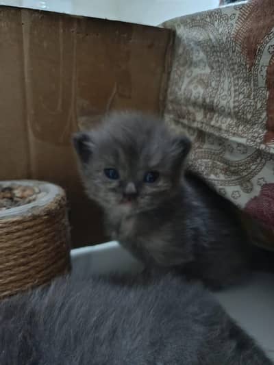 cats very nice