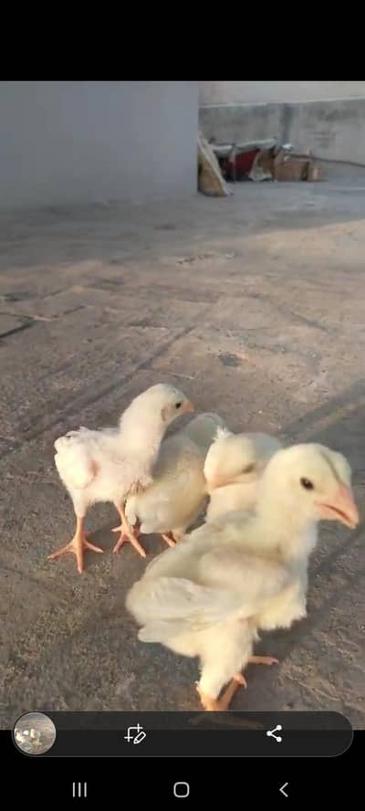 heera chicks