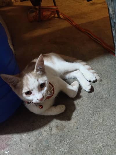 Female cat train cash xchange any