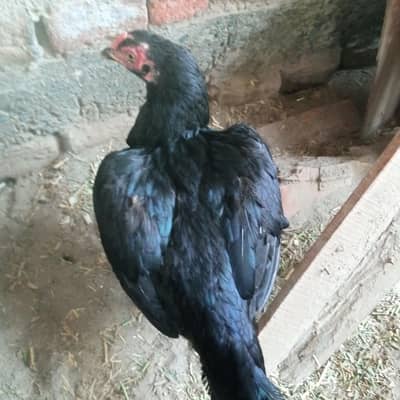 contect no 03215071400