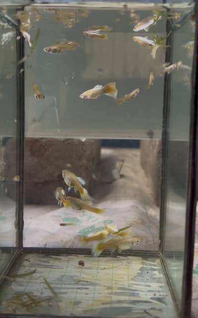 24k Gold Guppies