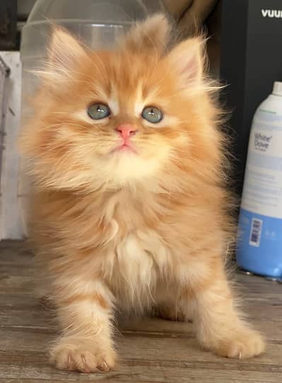 Quality Persian Punchface cat & kitten. moreWhatsApp 03265641968