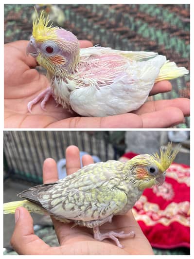 Cockatiel hand tamed chicks pr pice 1800