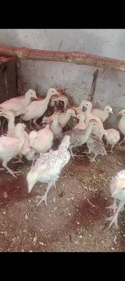 turkey chicks