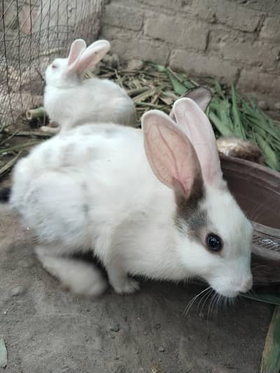 Rabbits in red & black eyes
