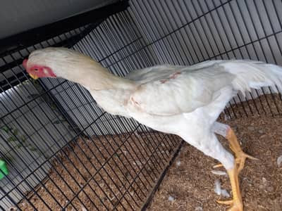 PURE GERMAN WHITE SHAMOO ROUND FACE