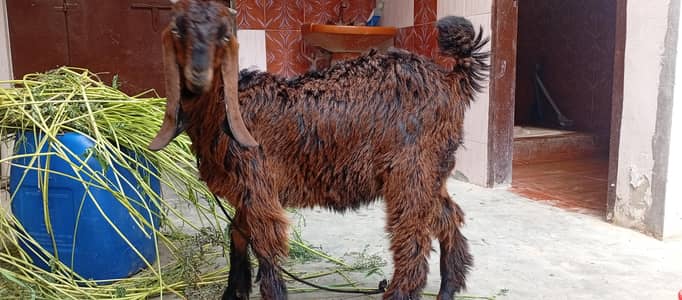 Healthy active make Kid  Bakra