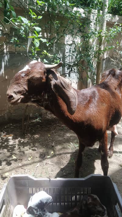 Fresh Delivery (4 days before eid) Goat wth 2 male babies healthy/act