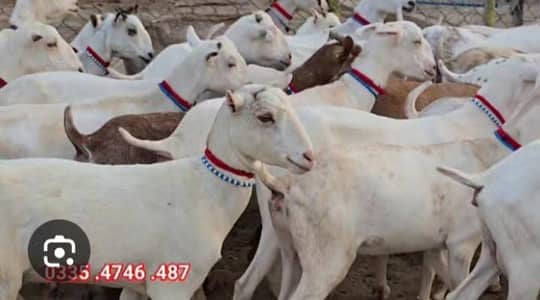 A Teddy Bakri is required (female) ٹیڈی بکری کی ضرورت ہے