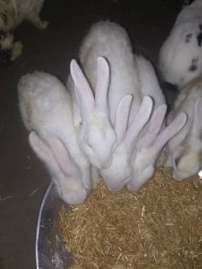English Rabbits for sale