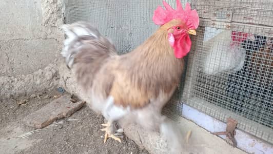 Blue Buff Male