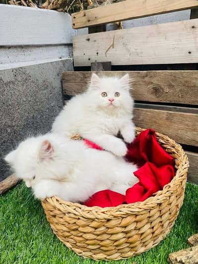 Quality Persian Punchface cat & kitten. moreWhatsApp 03265641968