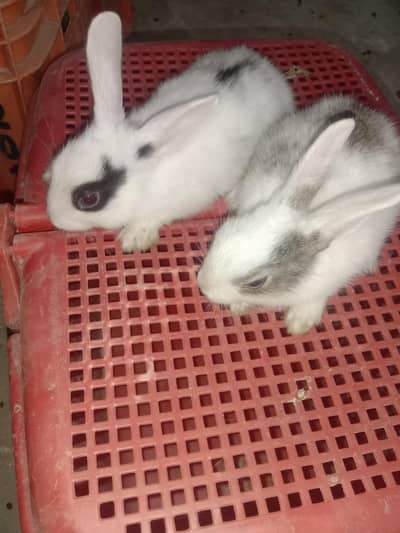 rabbit baby pair for sale 03224186572