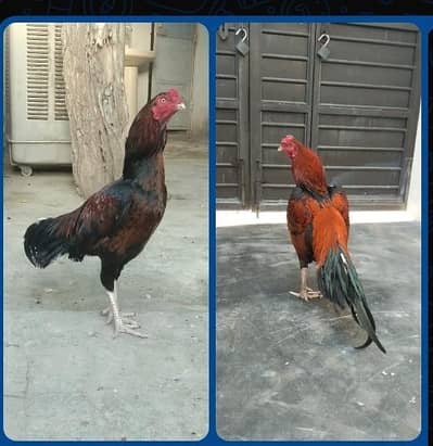 aseel lakha murga and patha