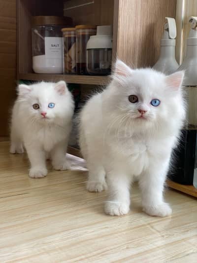 Quality Persian Punchface cat & kitten. moreWhatsApp 03265641968