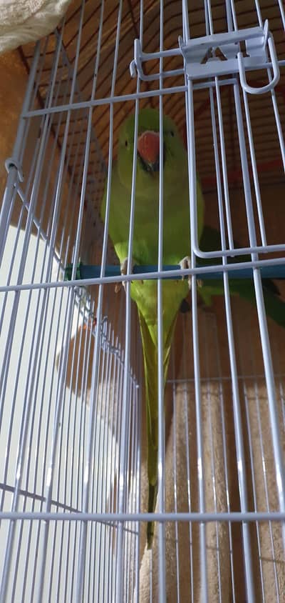 ring neck breeder pair