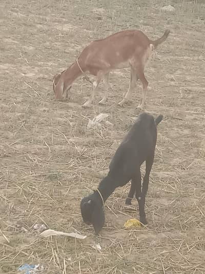 Bakri aur path for sale