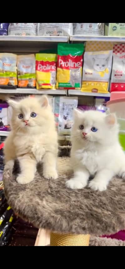 Quality Persian Punchface cat & kitten. moreWhatsApp 03094016734