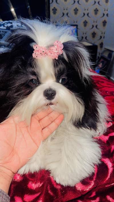 Shihtzu male / Available for stud